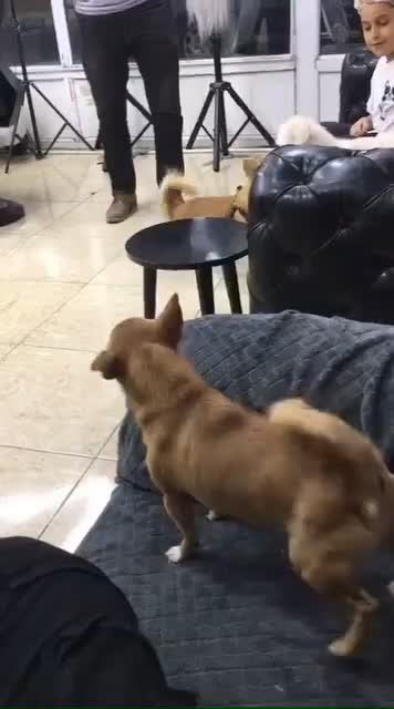 سگ شیواوا ماده|سگ|شهریار, شهرک شاهد|دیوار