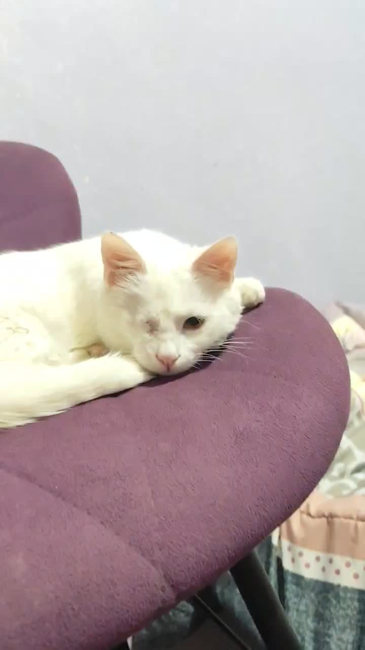 واگذاری گربه حمایتی|گربه|شیراز, فاضل|دیوار