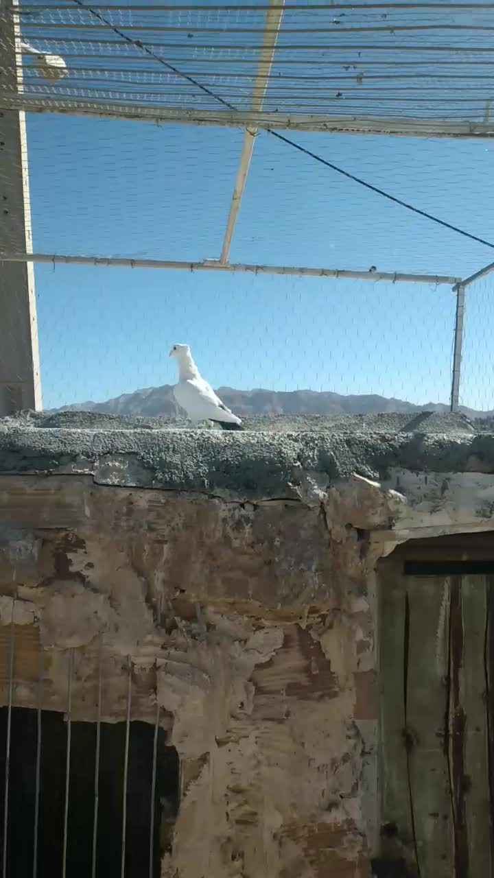 کفتر فروشی|پرنده|قائن, |دیوار