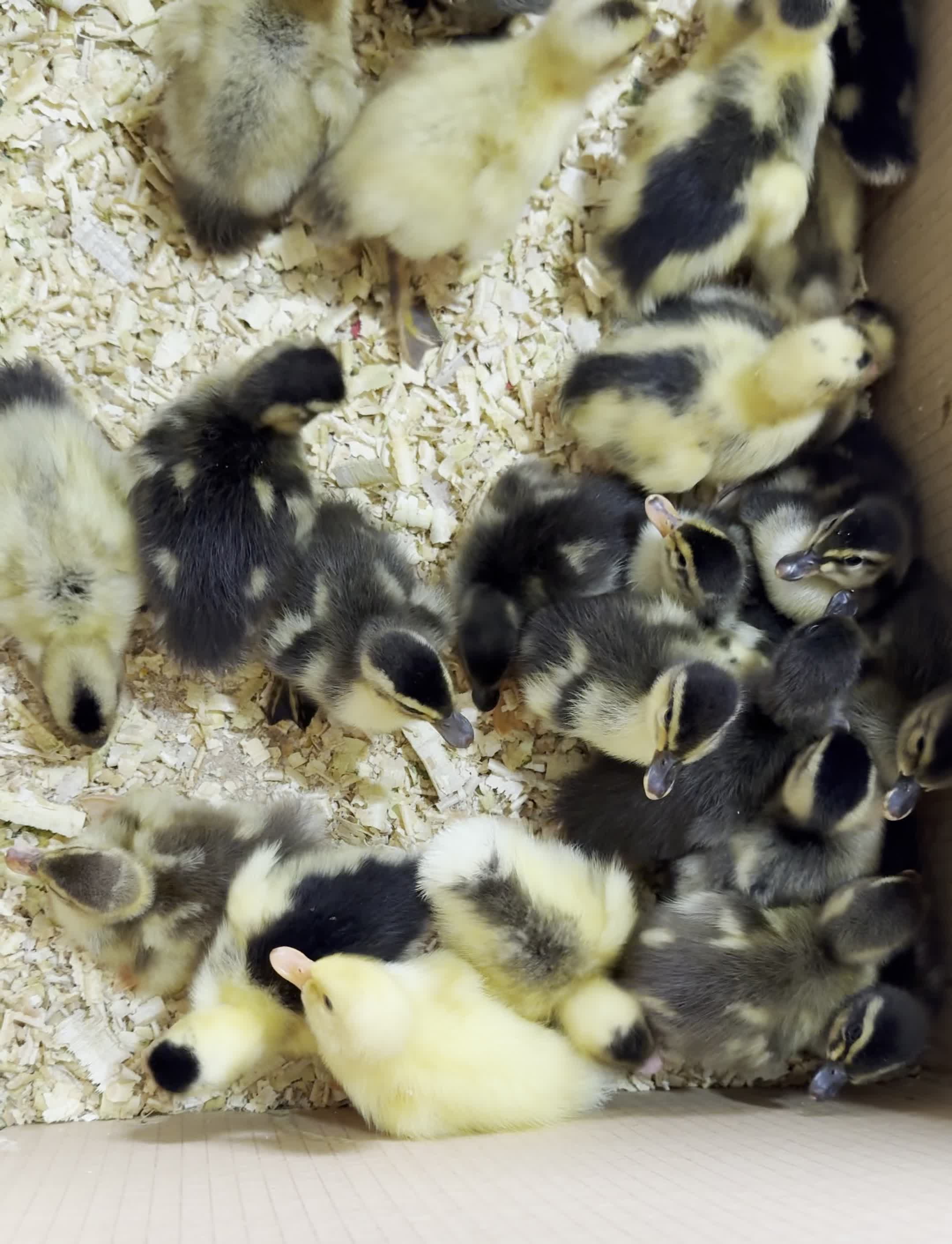 جوجه اردک گوشتی|حیوانات مزرعه|لوندویل, |دیوار