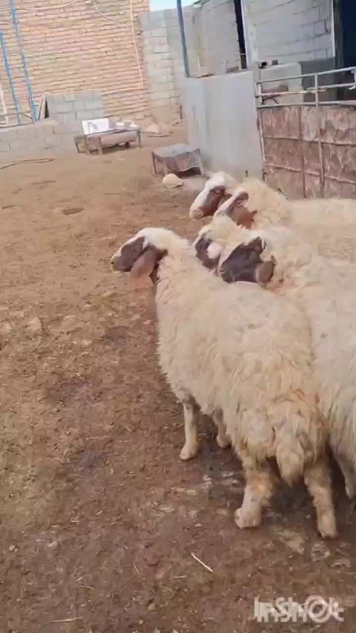 گوسفند شیشک بره ماده|حیوانات مزرعه|ایلام, |دیوار