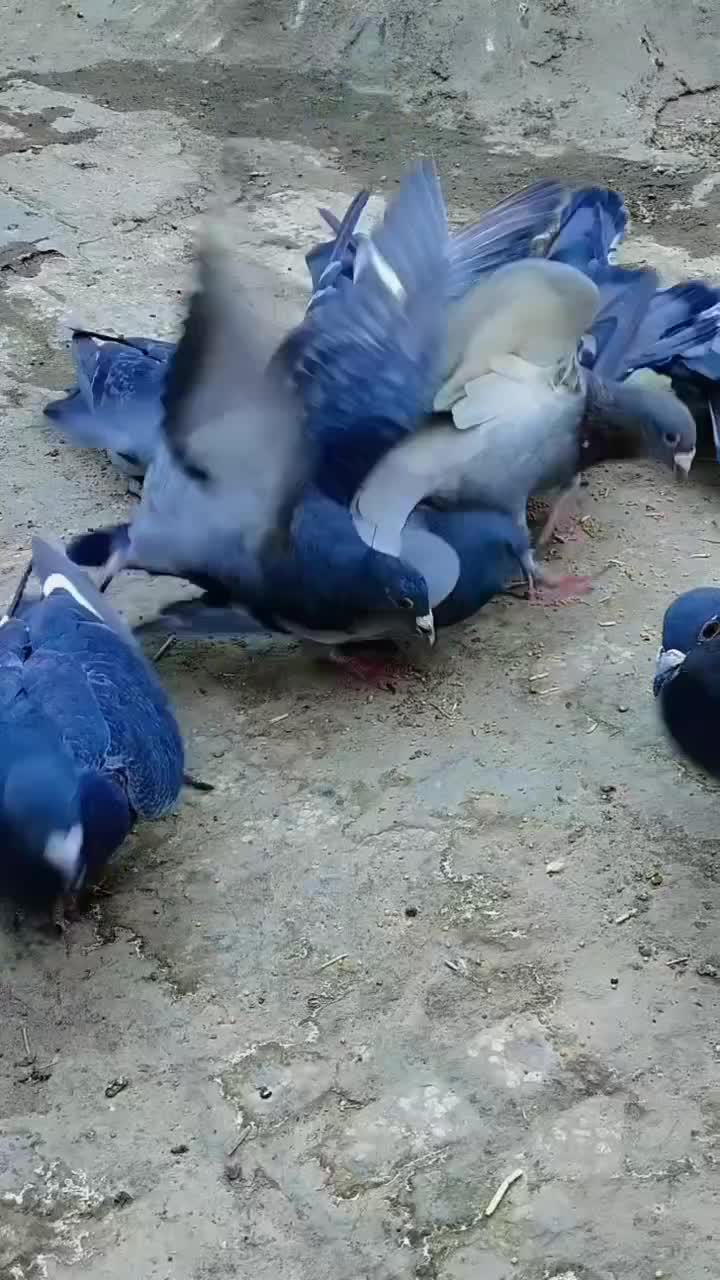 کفتر یا کبوتر|پرنده|خاش, |دیوار