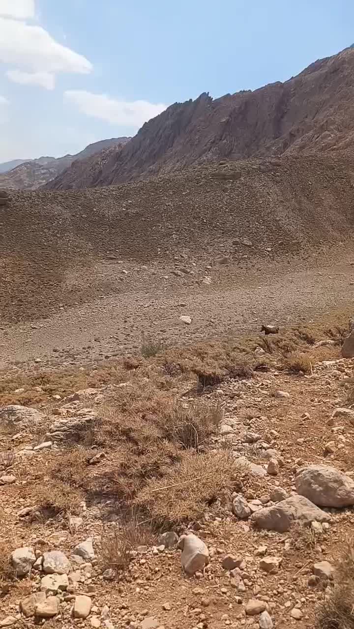 فروشی|اسب و تجهیزات اسبسواری|پادنا, |دیوار