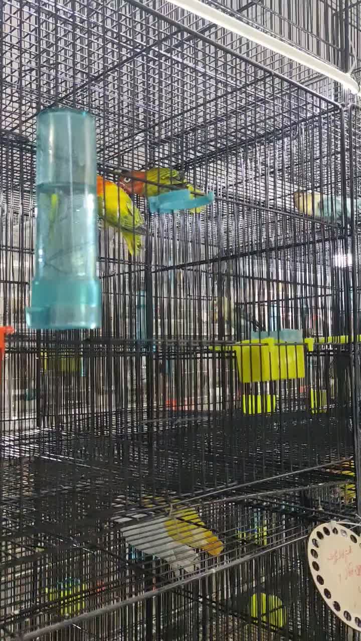 برزیلی، قناری، قفس، گرینچیک|پرنده|رشت, جانبازان|دیوار