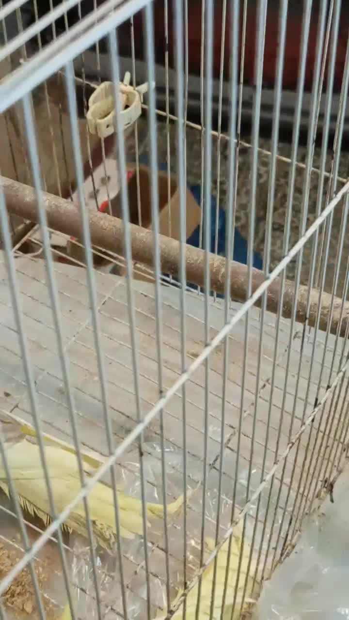 عروس هلندی جوجه تا بالغ|پرنده|چالوس, |دیوار