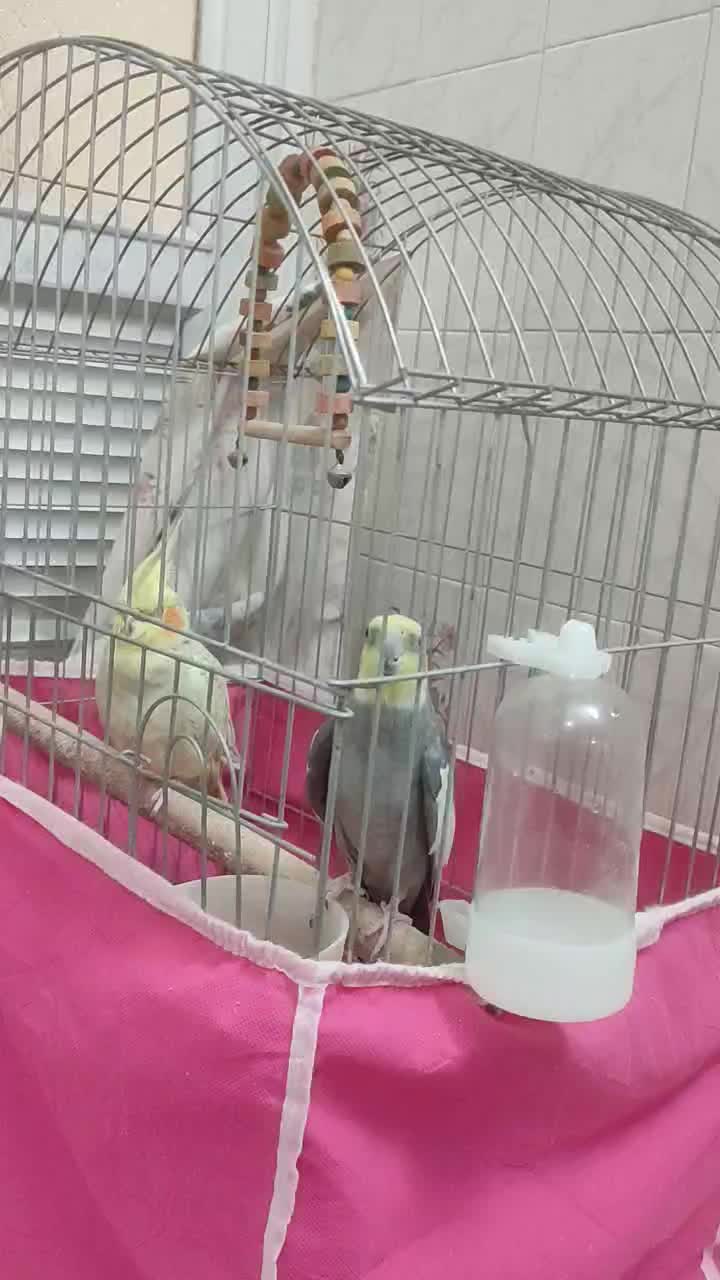 عروس هلندی سخنگو|پرنده|برخوار, |دیوار