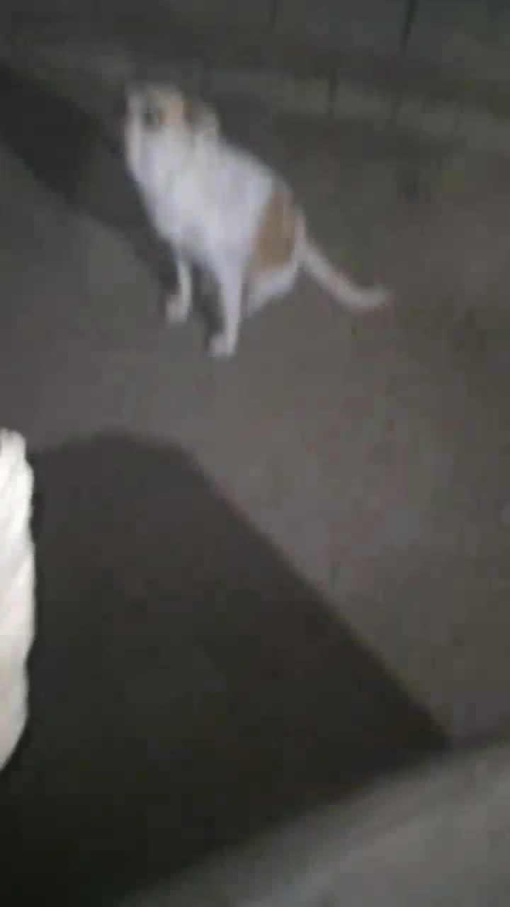 سگ مهربان خیلی قشنگ|سگ|ملکان, |دیوار