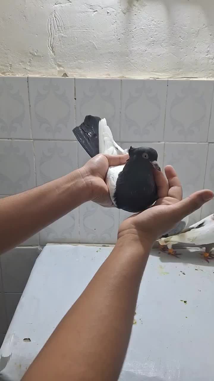 رنگی|پرنده|اهواز, اهواز|دیوار