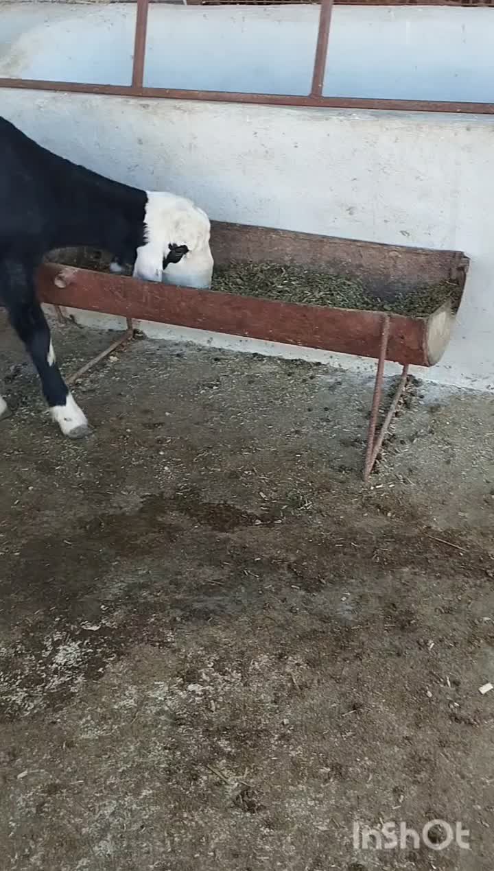 گوسفند ( ۱ عدد توقلی قوچ بره و ۲ عدد ماده زیرخاکی)|حیوانات مزرعه|سیمین شهر, |دیوار