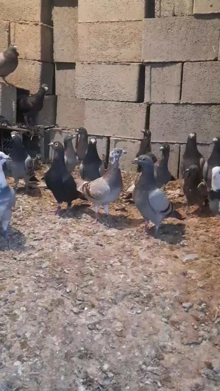 کبوتر|پرنده|برازجان, |دیوار