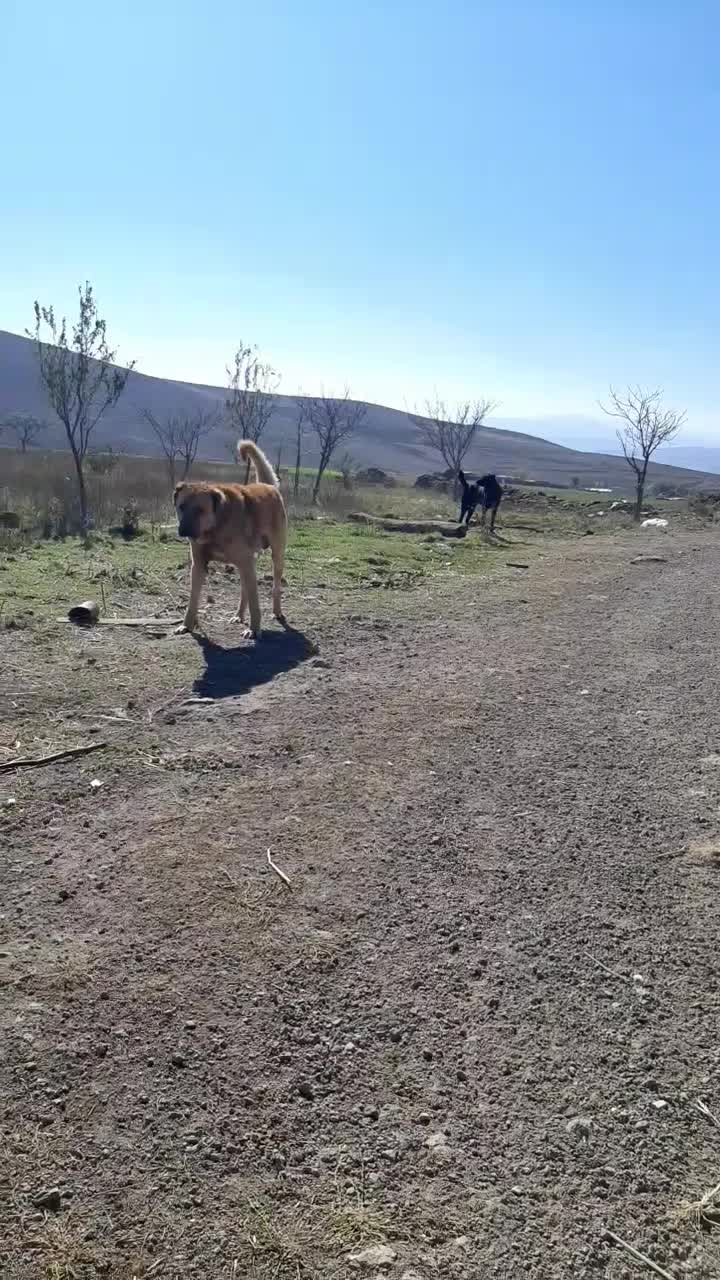 سگ سرابی و دو رگه|سگ|اردبیل, |دیوار