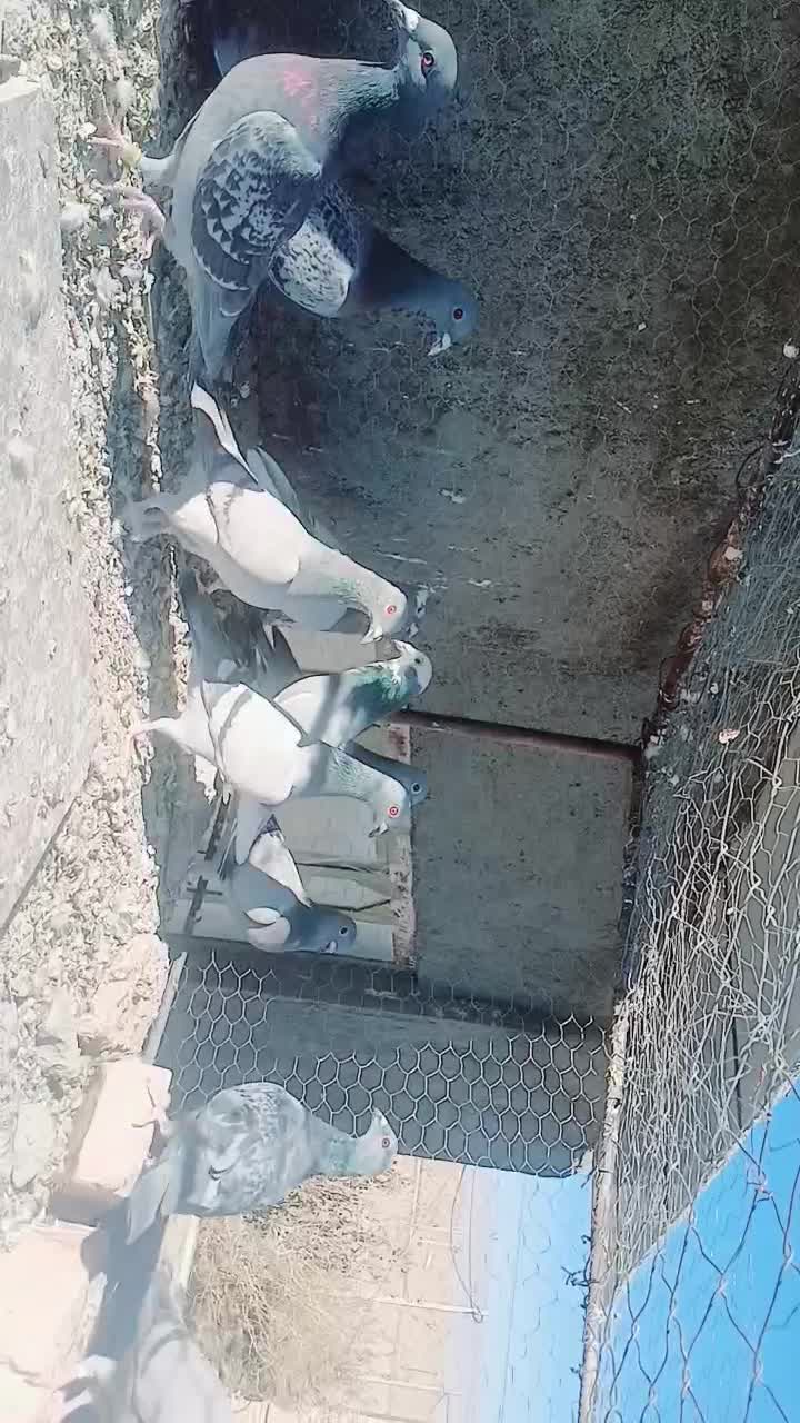 دسته ده تایی پرشی زد و خوردی|پرنده|آیسک, |دیوار