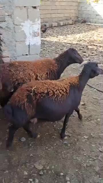 میش زاییده وابستن|حیوانات مزرعه|شاهین دژ, |دیوار