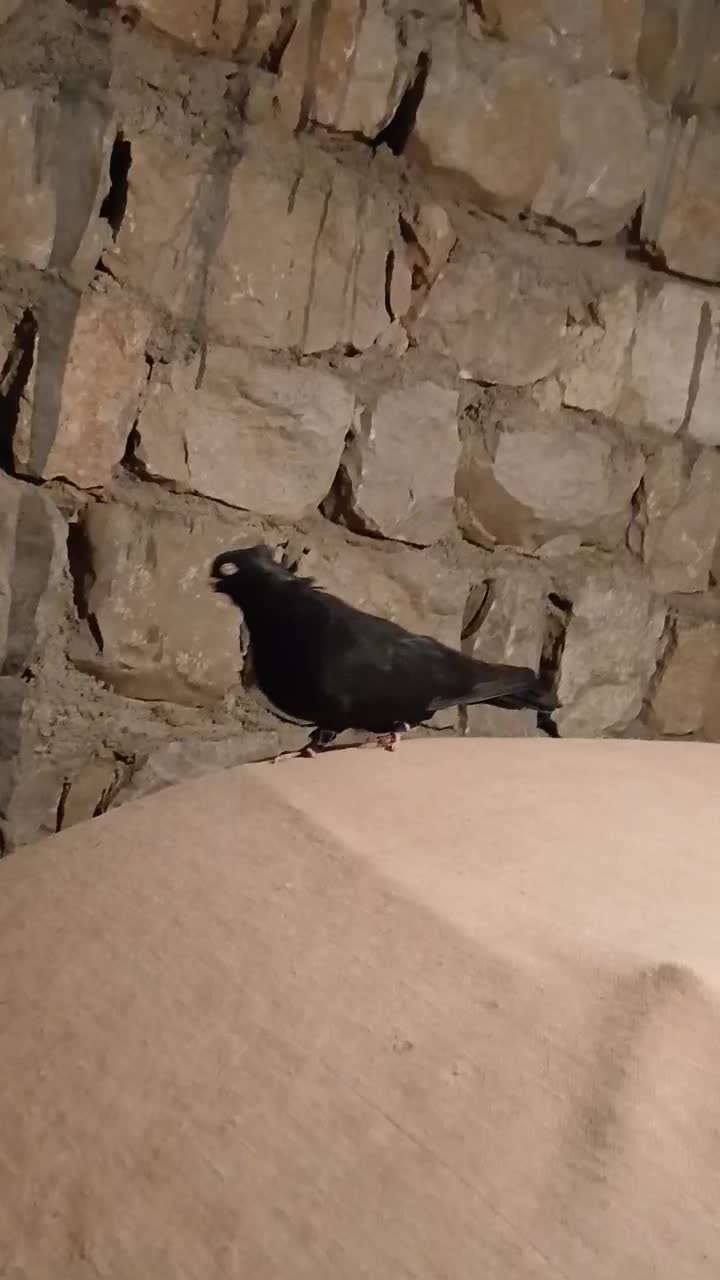 زاغ صرب اصل جنس|پرنده|کوهرنگ, |دیوار