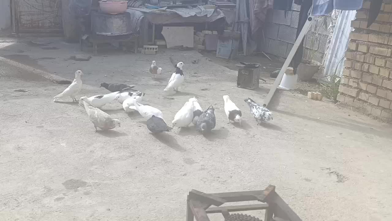 جوجه اشعل. طوقی قهوی دم سفید اتیقه هرسه جوجه|پرنده|لالی, |دیوار