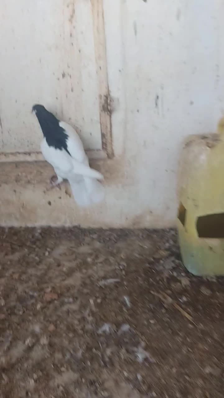 کبوتر رنگی ماده پیازی|پرنده|برازجان, |دیوار