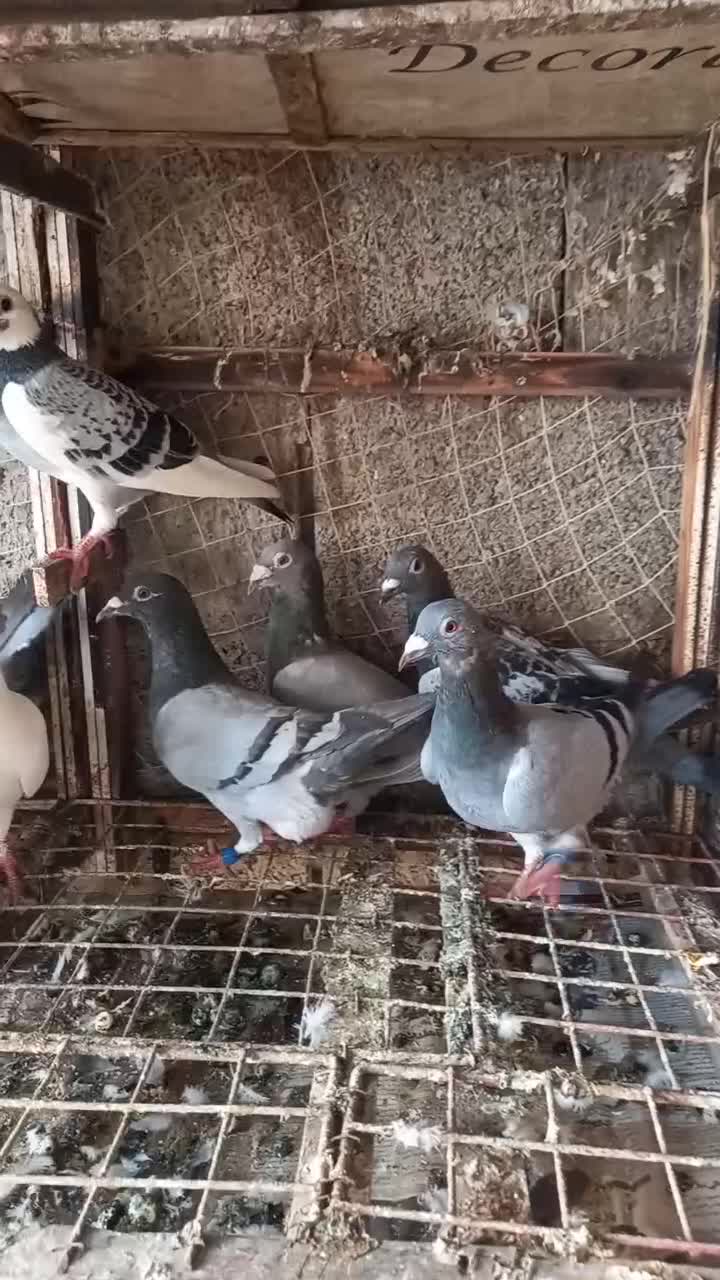 کبوتر پلاکی نرو ماده پا حلقه|پرنده|بندر انزلی, بشمن|دیوار