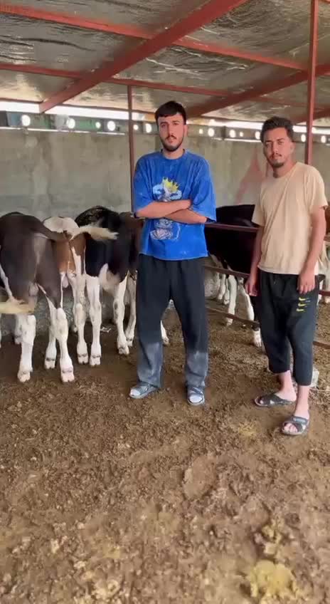 گوساله های درجه یک|حیوانات مزرعه|نیشابور, دارایی|دیوار