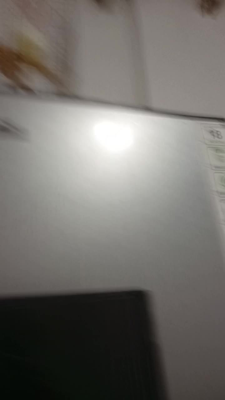 کفتر|پرنده|بندرعباس, |دیوار