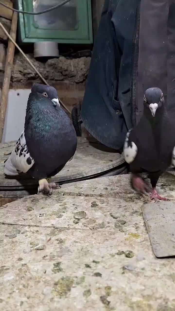 کفتر سینه سیاه|پرنده|شیراز, شیخ علی چوپان|دیوار