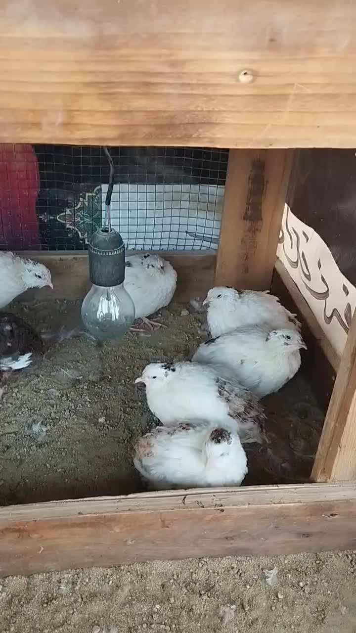 بلدرچین|حیوانات مزرعه|قشم, |دیوار