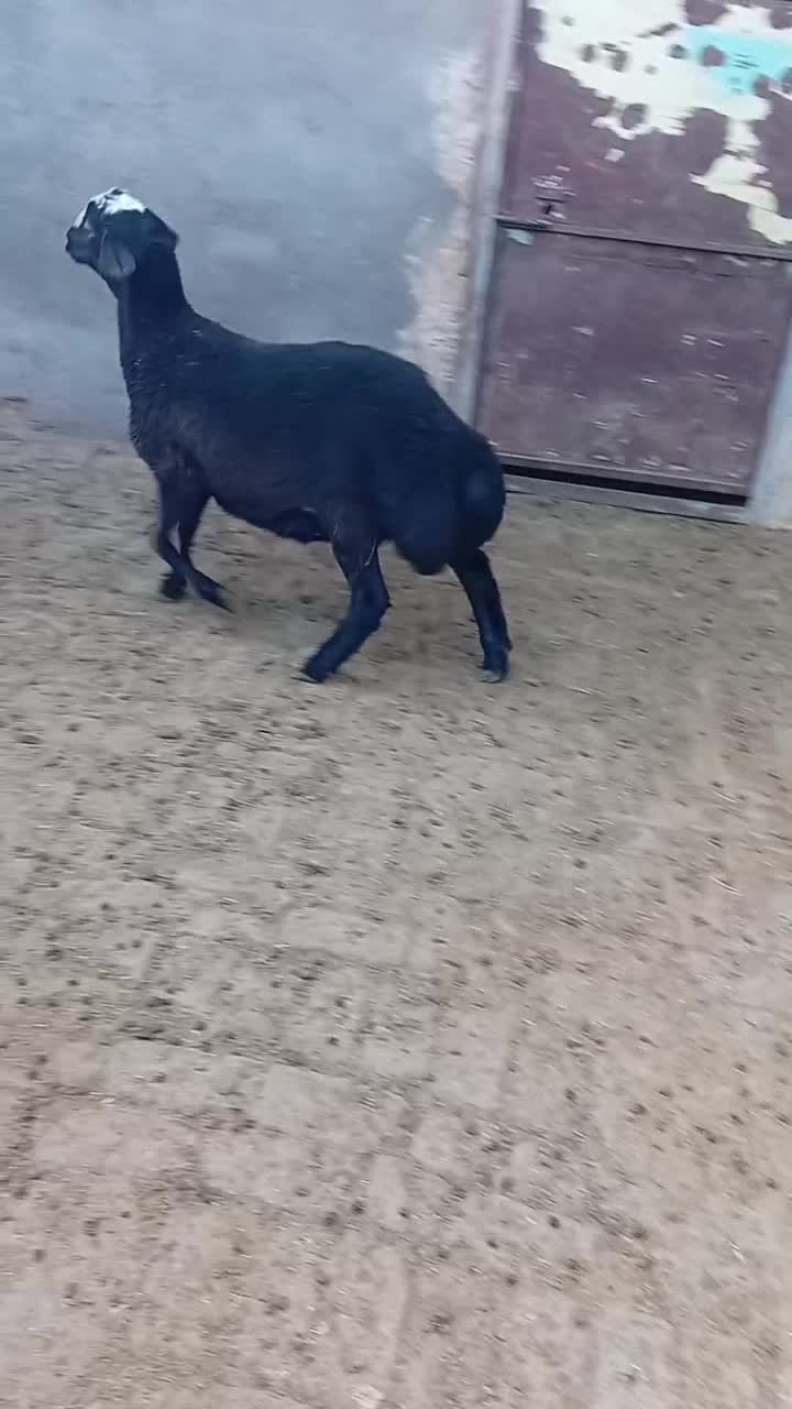 بره نر افشار|حیوانات مزرعه|بوئین زهرا, |دیوار