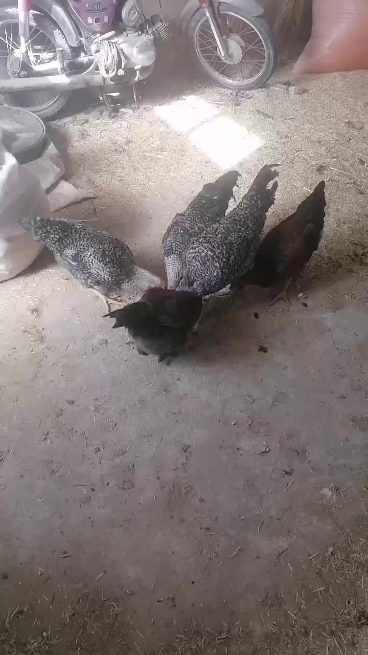 حروس|حیوانات مزرعه|مشهد, شهرک مهرگان|دیوار