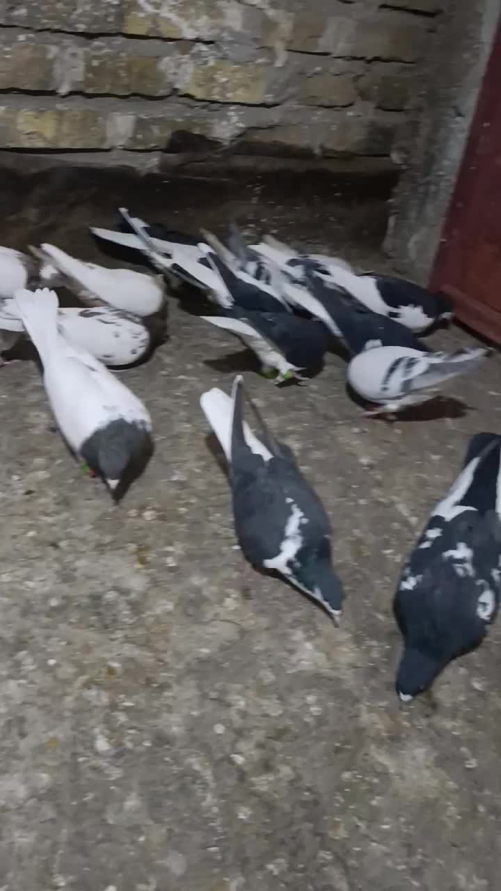 سلام ۱۸تا حیوان پرشی زده خوردی|پرنده|اقبالیه, |دیوار