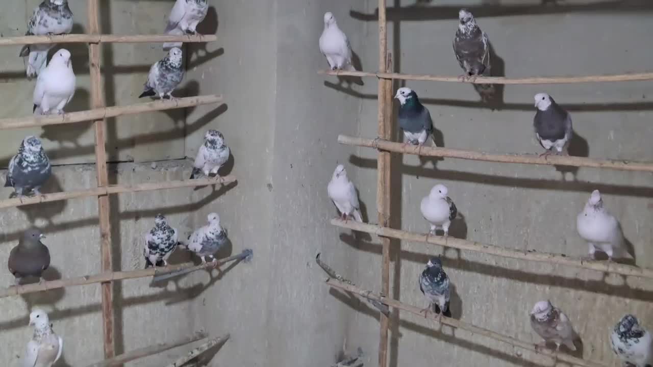 ۲۱۰عددکبوترپرشی به شرط دونه۲۵۰ هزارتومان .فقط یکجا|پرنده|تهران, ارامنه|دیوار