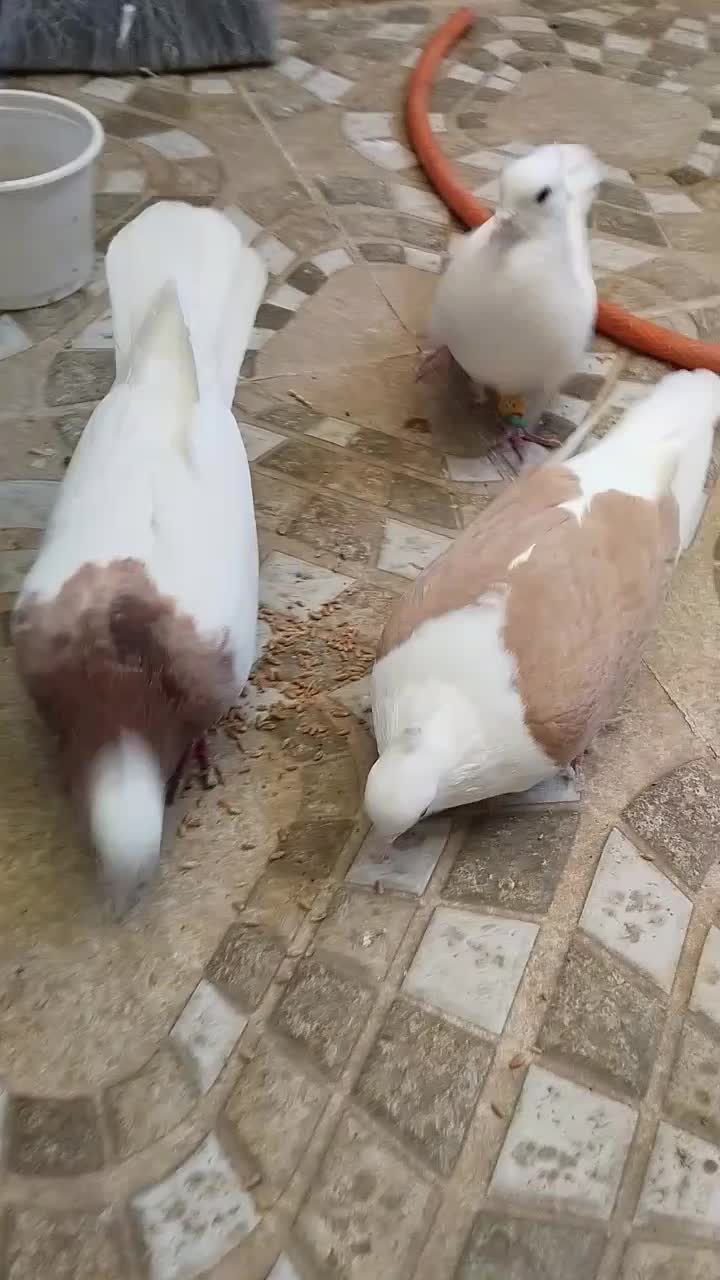 طوقی پشتدار سفید|پرنده|محمدیه-قزوین, |دیوار