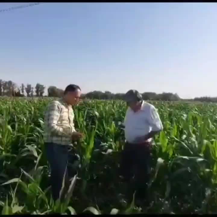 کود مایع ارگانیک محرک رشد باردهی بیشتر ساران کو|خدمات باغبانی و درختکاری|شیراز, چوگیاه‎|دیوار
