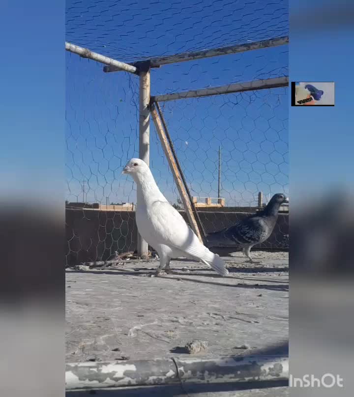 بیله نر پریده اوساکار|پرنده|رفسنجان, |دیوار