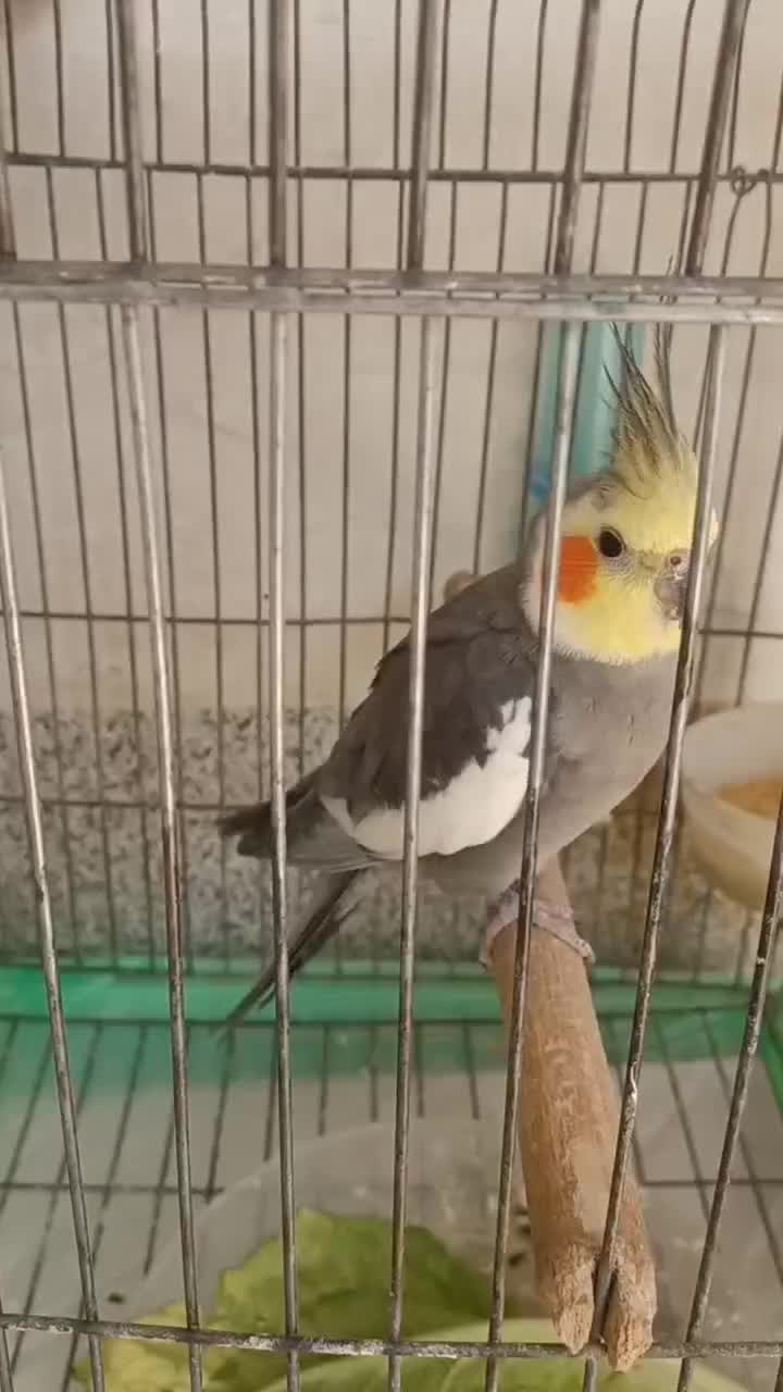 عروس هلندی نر با تغذیه ی سالم|پرنده|امیدیه, |دیوار