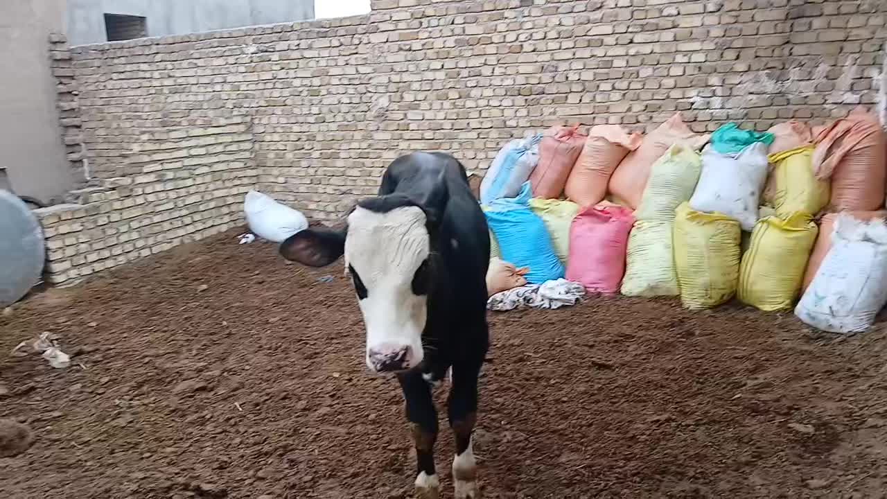 یک راس گوساله نر سمینتال جنس|حیوانات مزرعه|تاکستان, |دیوار