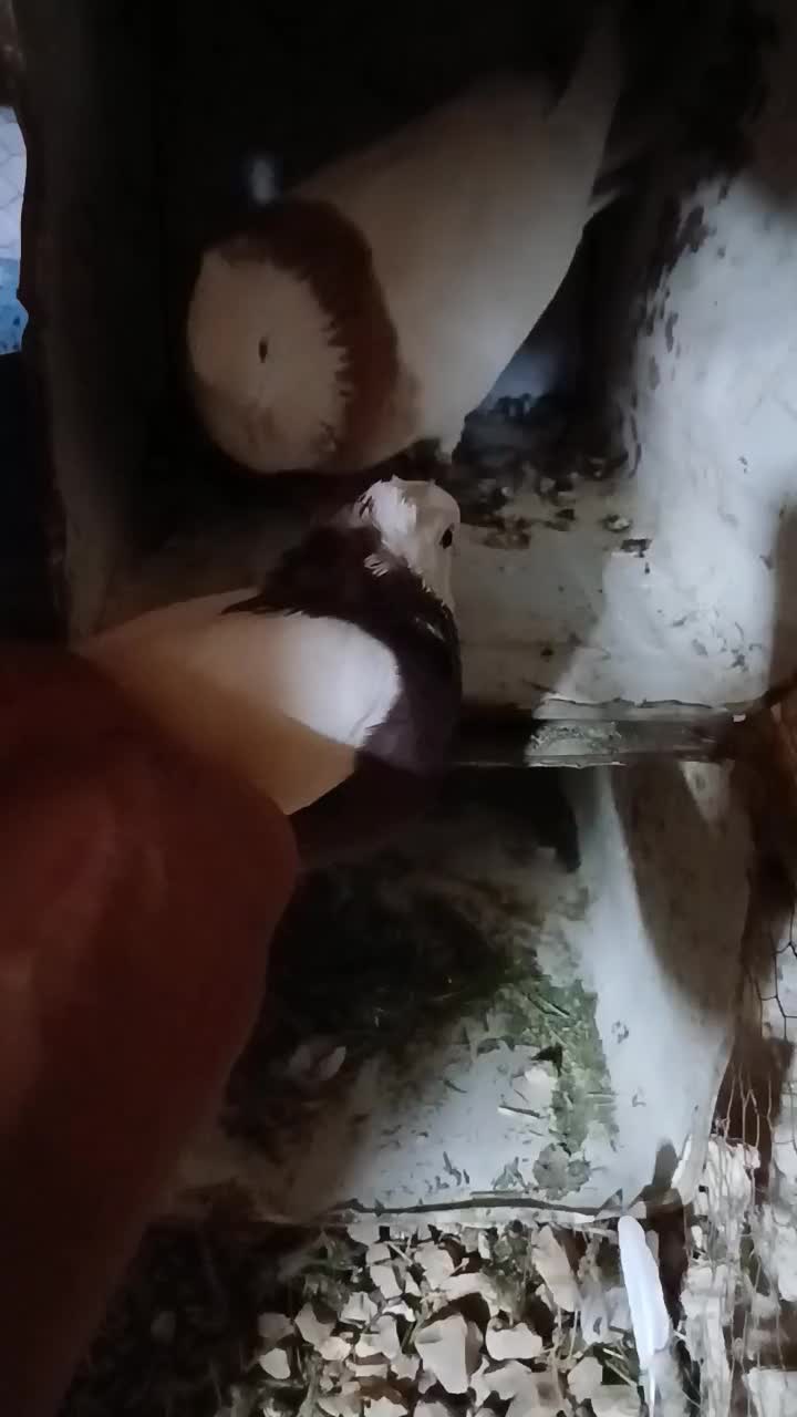 طوقی اصلی|پرنده|کوهرنگ, |دیوار