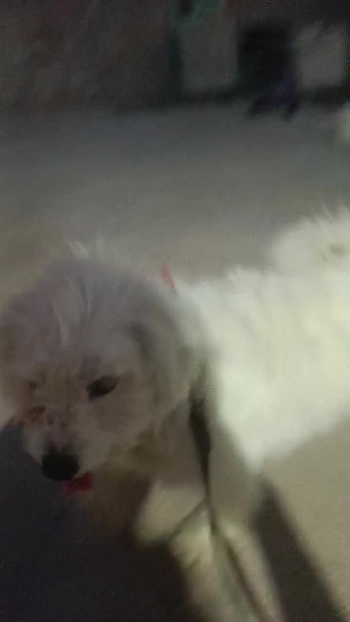 سگ برای فروش|سگ|دوگنبدان, |دیوار