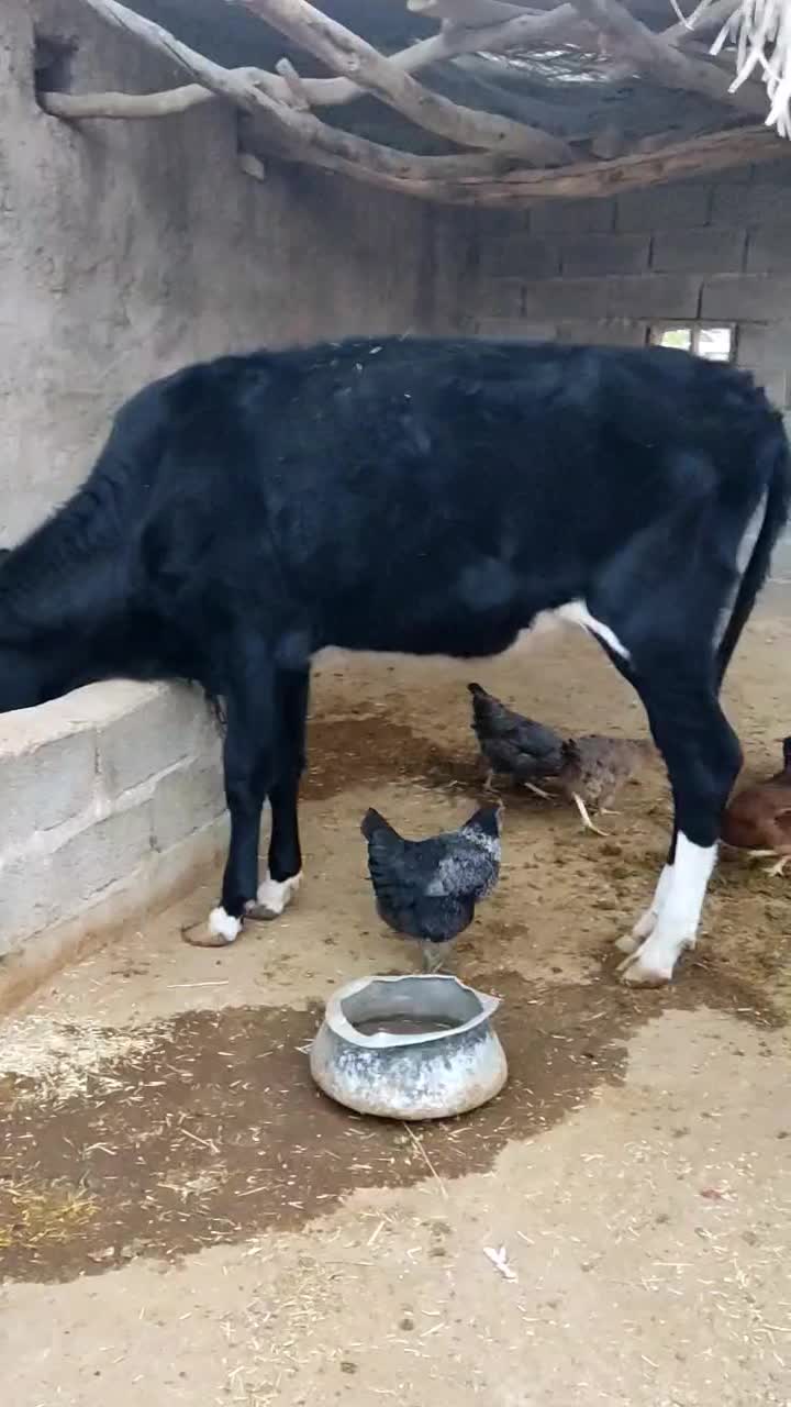 فروش شنگل|حیوانات مزرعه|بهبهان, |دیوار