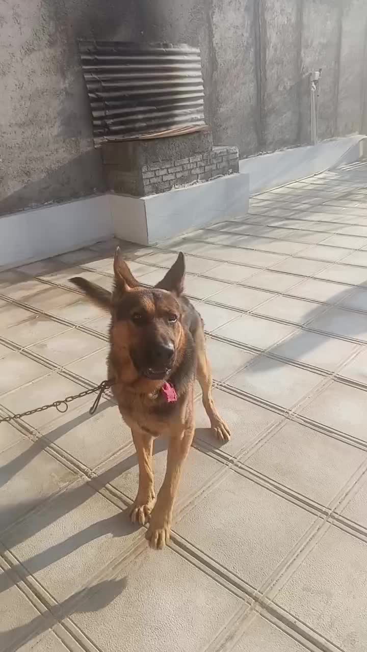 سگ ژرمن فروشی|سگ|رباطکریم, حکیم آباد|دیوار