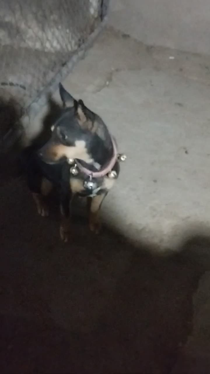 واگزاری‌سگ پا کوتاه اصل‌|سگ|مشهد, طرق|دیوار