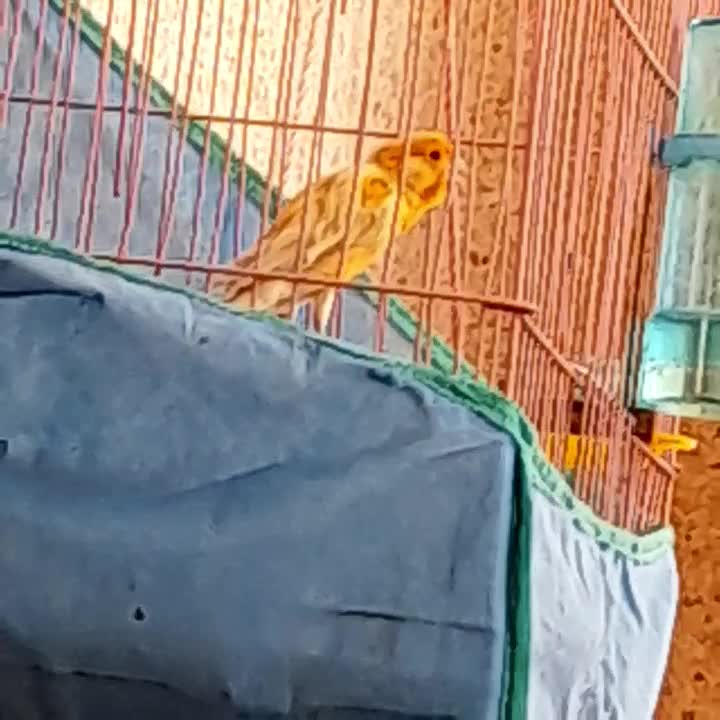 قناری نر بخون|پرنده|کرمان, |دیوار