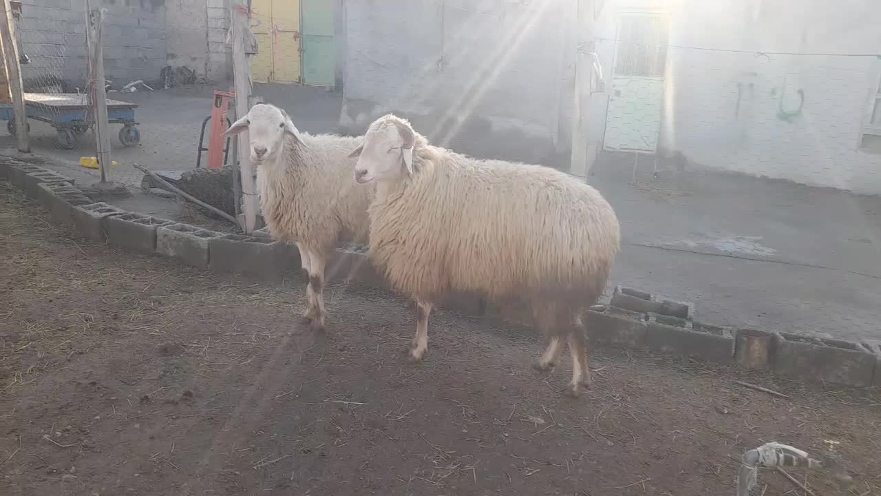 قوچ ساری گولاخ|حیوانات مزرعه|مشگین شهر, |دیوار