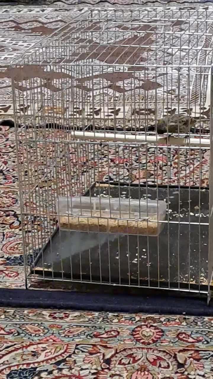 گلبسر|پرنده|کرمان, |دیوار