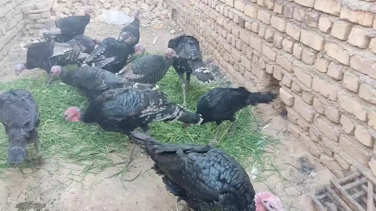 بوقلمون برنز|حیوانات مزرعه|تربت جام, میان جام|دیوار