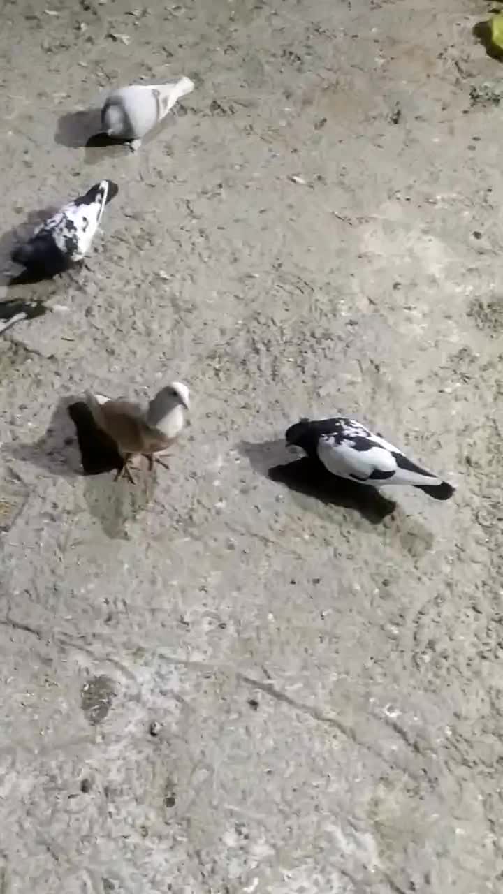 رنگی برای پروندن|پرنده|بهبهان, |دیوار