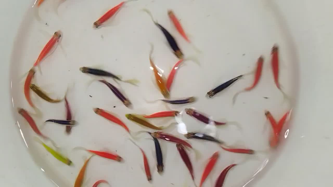 کت فیش کالر ویدئو دالر فایتر تایگر پرت کت فیش|ماهی|کرج, شاهین‌ویلا|دیوار