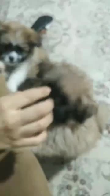 واگذاری سگ شیتزو پامر|سگ|صدرا-فارس, فاز ۲|دیوار