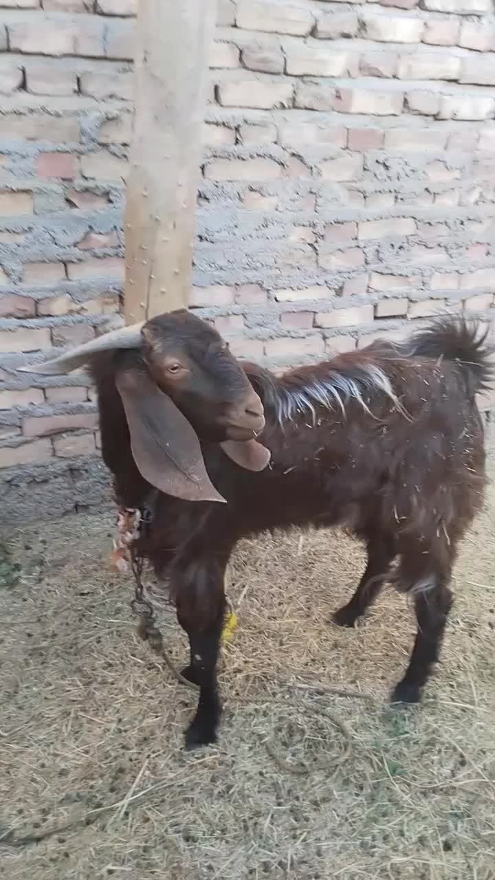 نری چاق سرحال|حیوانات مزرعه|جیرفت, |دیوار