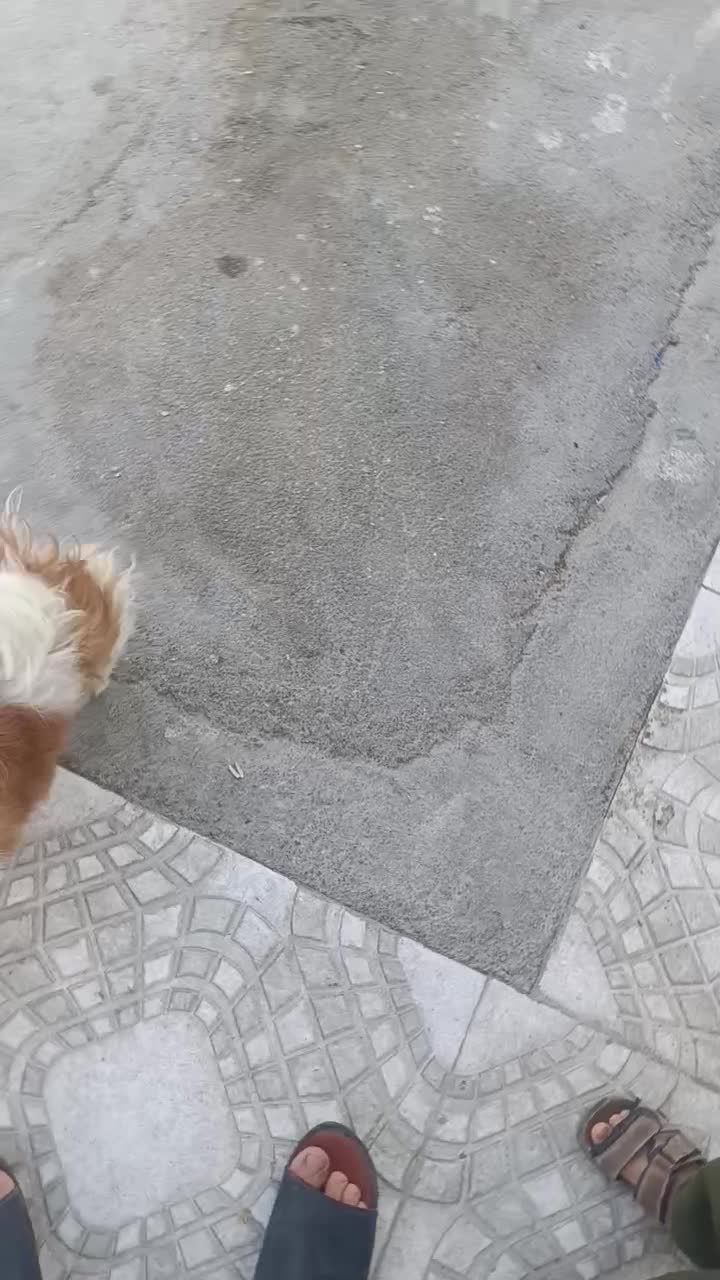 سگ خانگی|سگ|خورموج, |دیوار