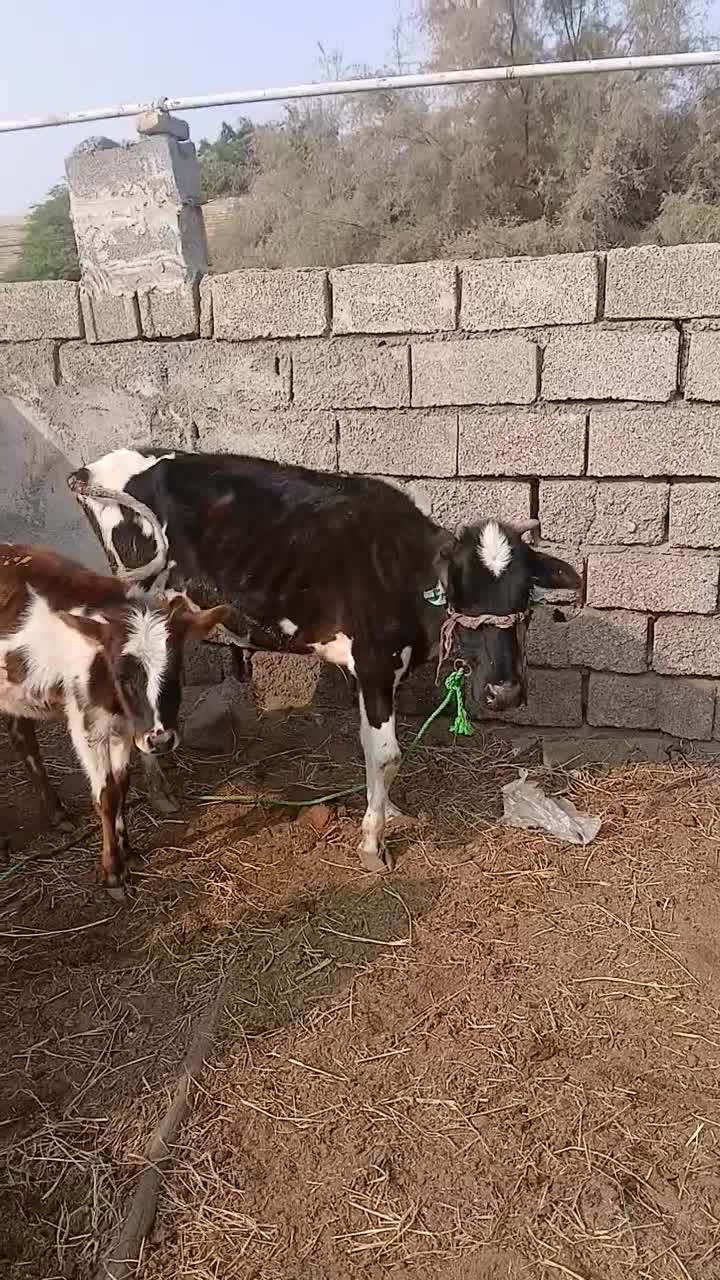 گاو زاییده با گوساله ماده|حیوانات مزرعه|اهواز, کمپلو شمالی|دیوار
