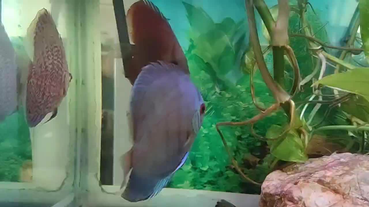 ماهی دیسکس ۳ عدد|ماهی|تهران, مهرآباد|دیوار